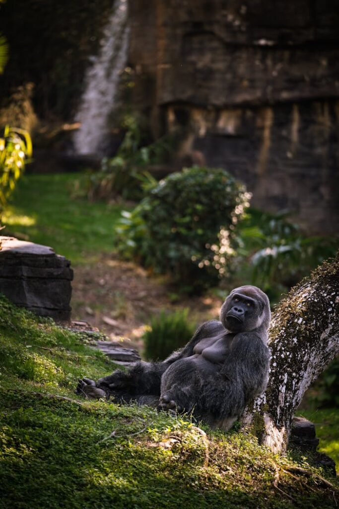 Experience Rwanda’s Majestic Mountain Gorillas: A Once-in-a-Lifetime Adventure